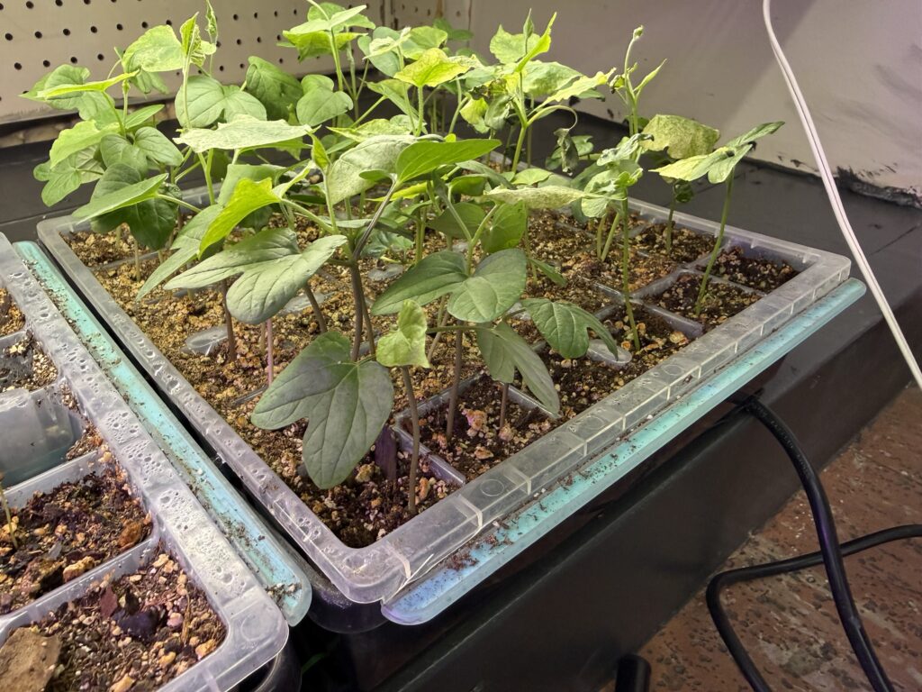 morning glory seedlings under a grow light
