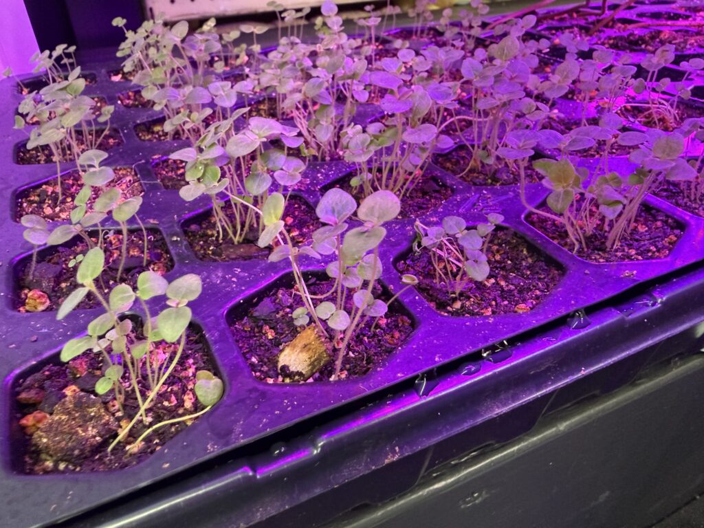 snapdragon seedlings